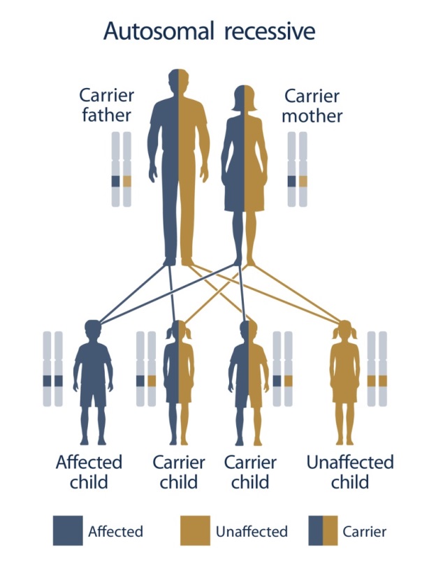 Fairfax Cryobank - Expanded Genetic Disease Testing