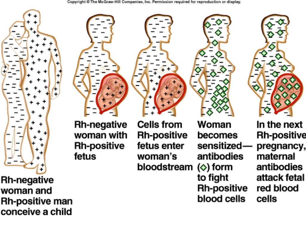 explanation of rh-factor and blood types for mother and father 